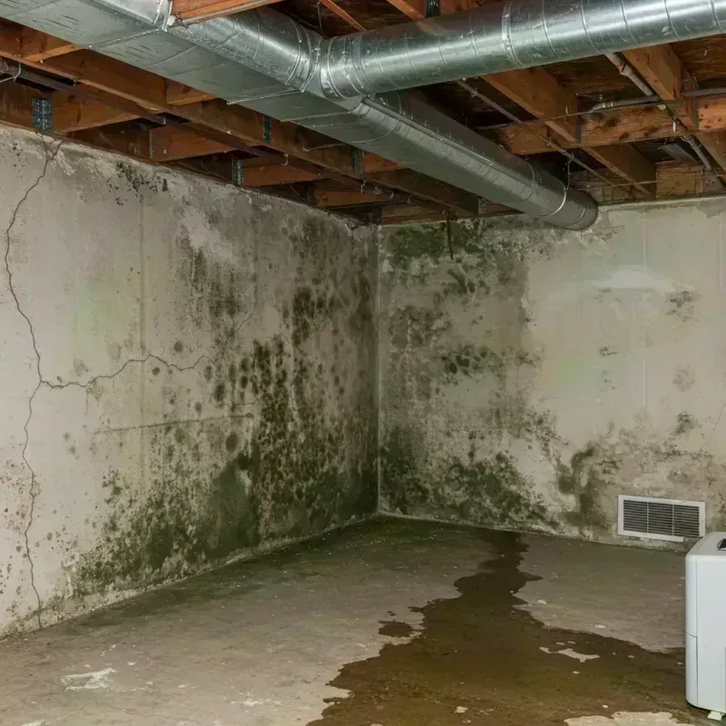 Professional Mold Removal in Boonville, MO